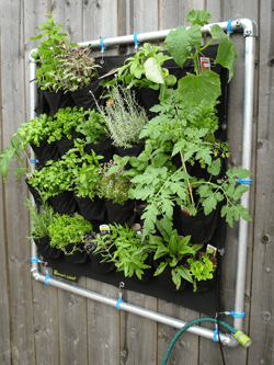 eetbare planten aan de wand, moestuin in zakken