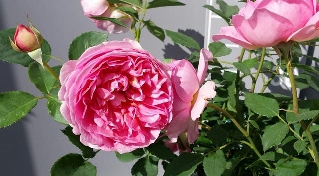 Geurende Engelse roos