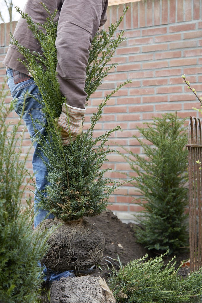Taxus aanplanten