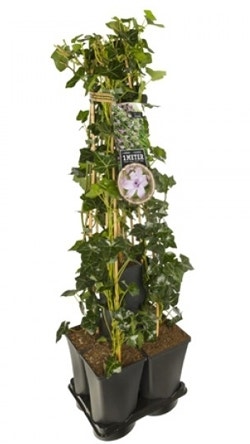 Klimop planten - Hedera Clematis mix Hagley Hybrid
