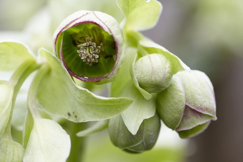 Helleborus foetidus - stinkend nieskruid