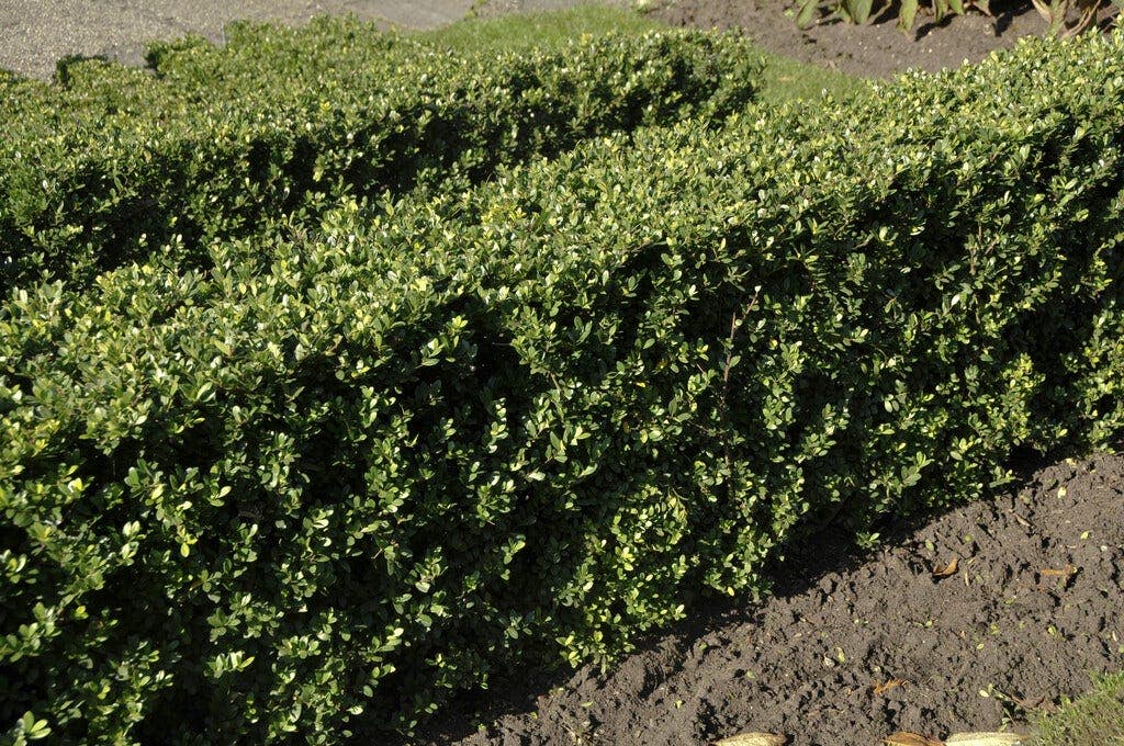 Lage haag - Ilex crenata
