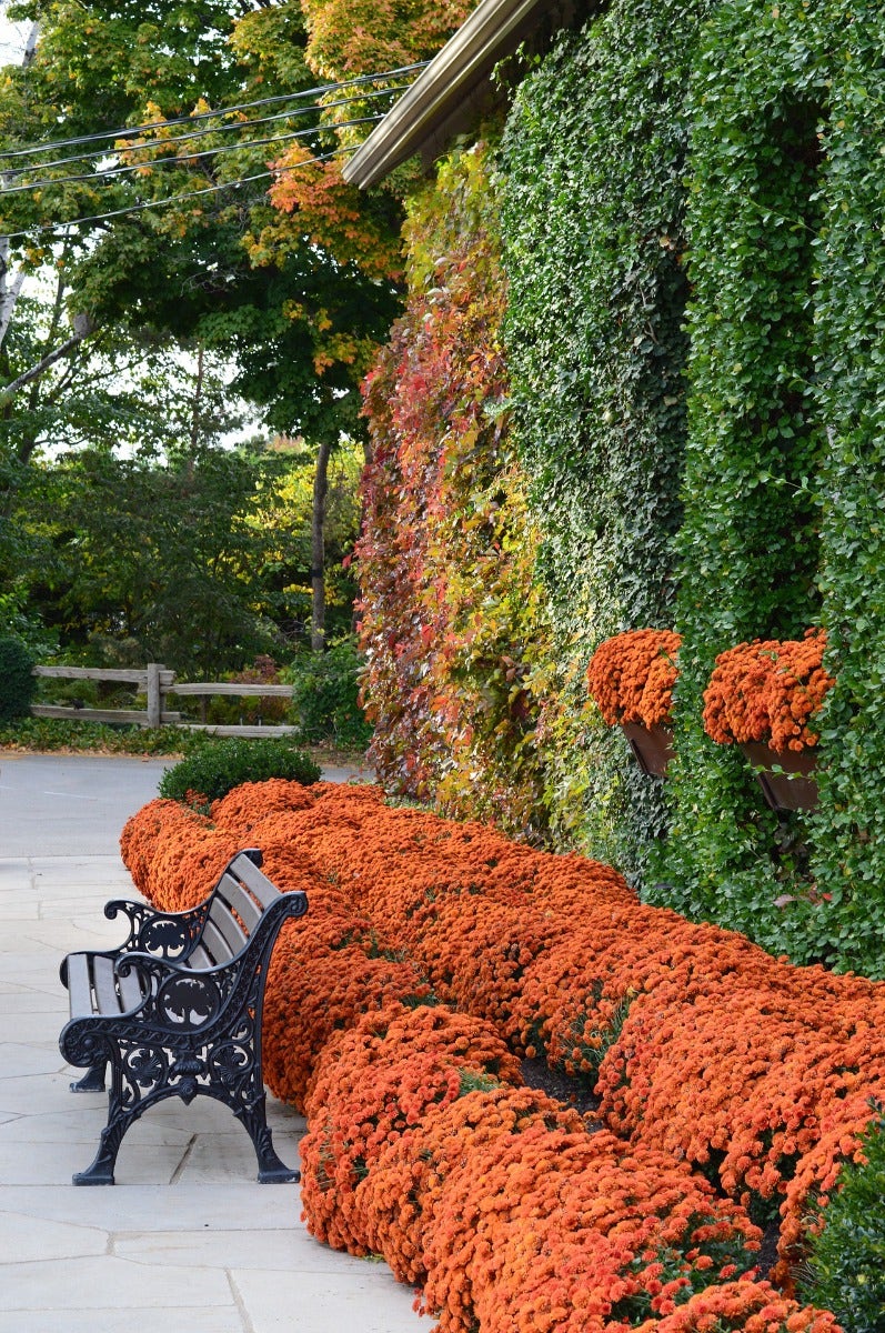 Klimplanten - gevelplanten