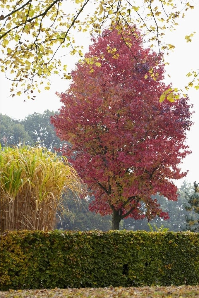Herfstkleuren van Liquidambar