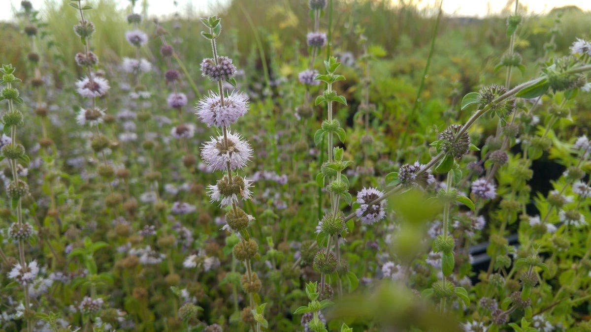 Mentha pulegium
