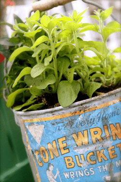 Eetbare planten in pot, moestuin in potten en bakken