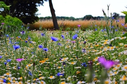 natuurlijke wilde tuin - bloemenweide