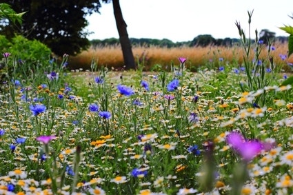 streepje kalkoen bereik Natuurlijke wilde tuin | Directplant