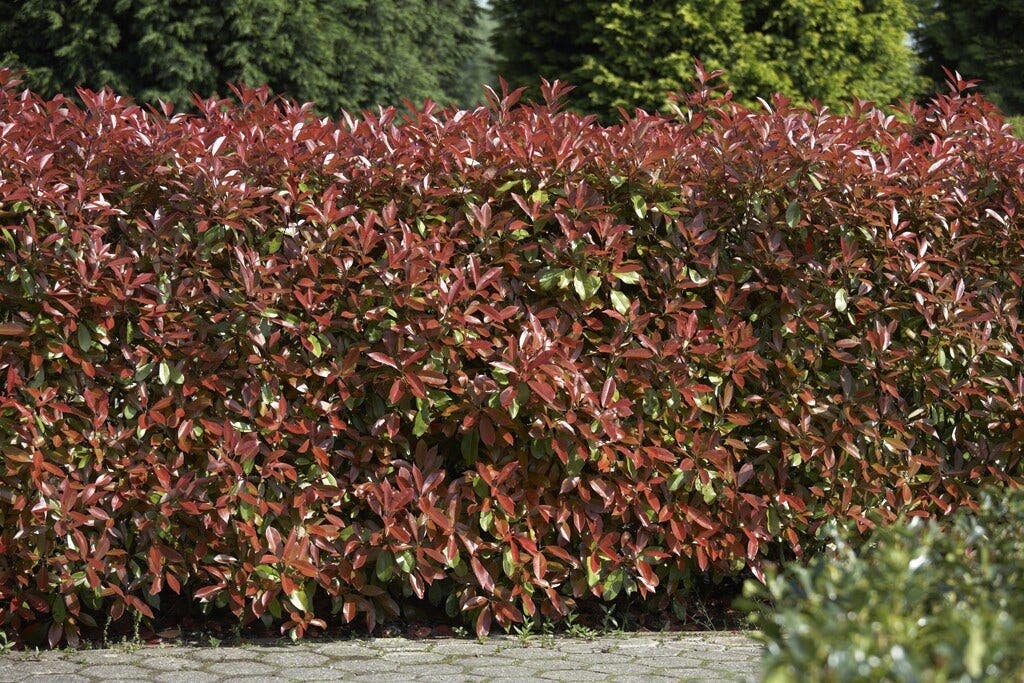 Photinia als haag snoeien