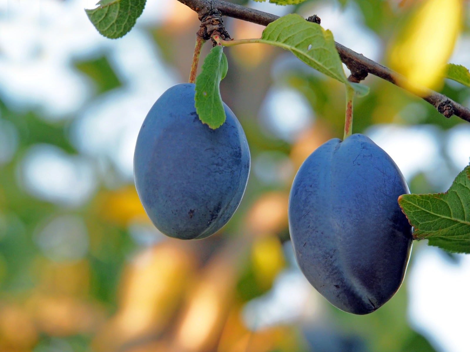 Pruimen - steenfruit