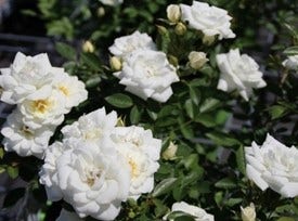 Rosa 'Kent' Rosa 'Kent'