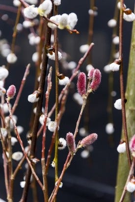 Salix - wilgenkatjes