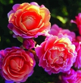 Stamroos Marie Curie Stamroos Marie Curie