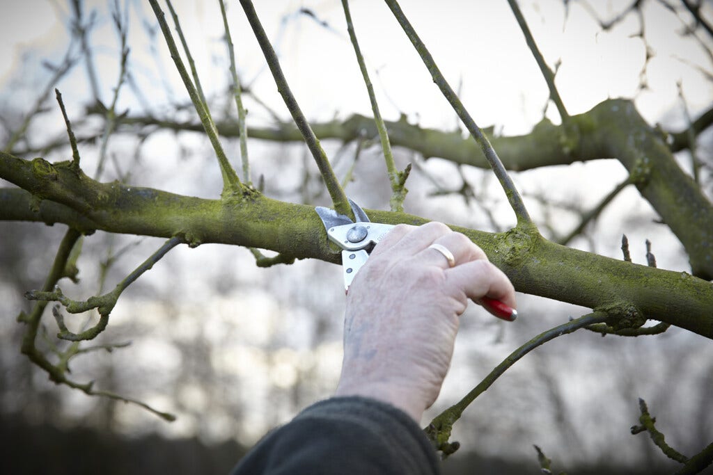 Appelboom snoeien