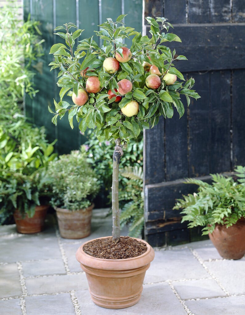 Appelboom kiezen - Halfstam appelboom in pot