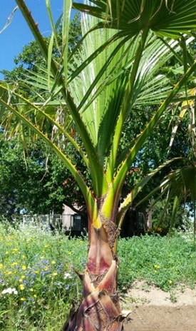 Washingtonia robusta