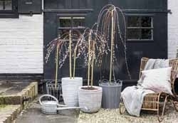 winterplanten_wilg