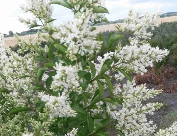 Bloemen van de liguster